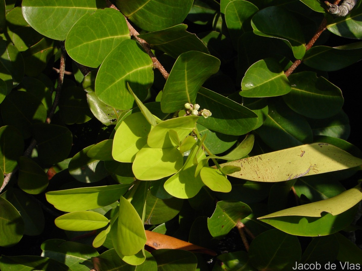 Chrysobalanus icaco L.
